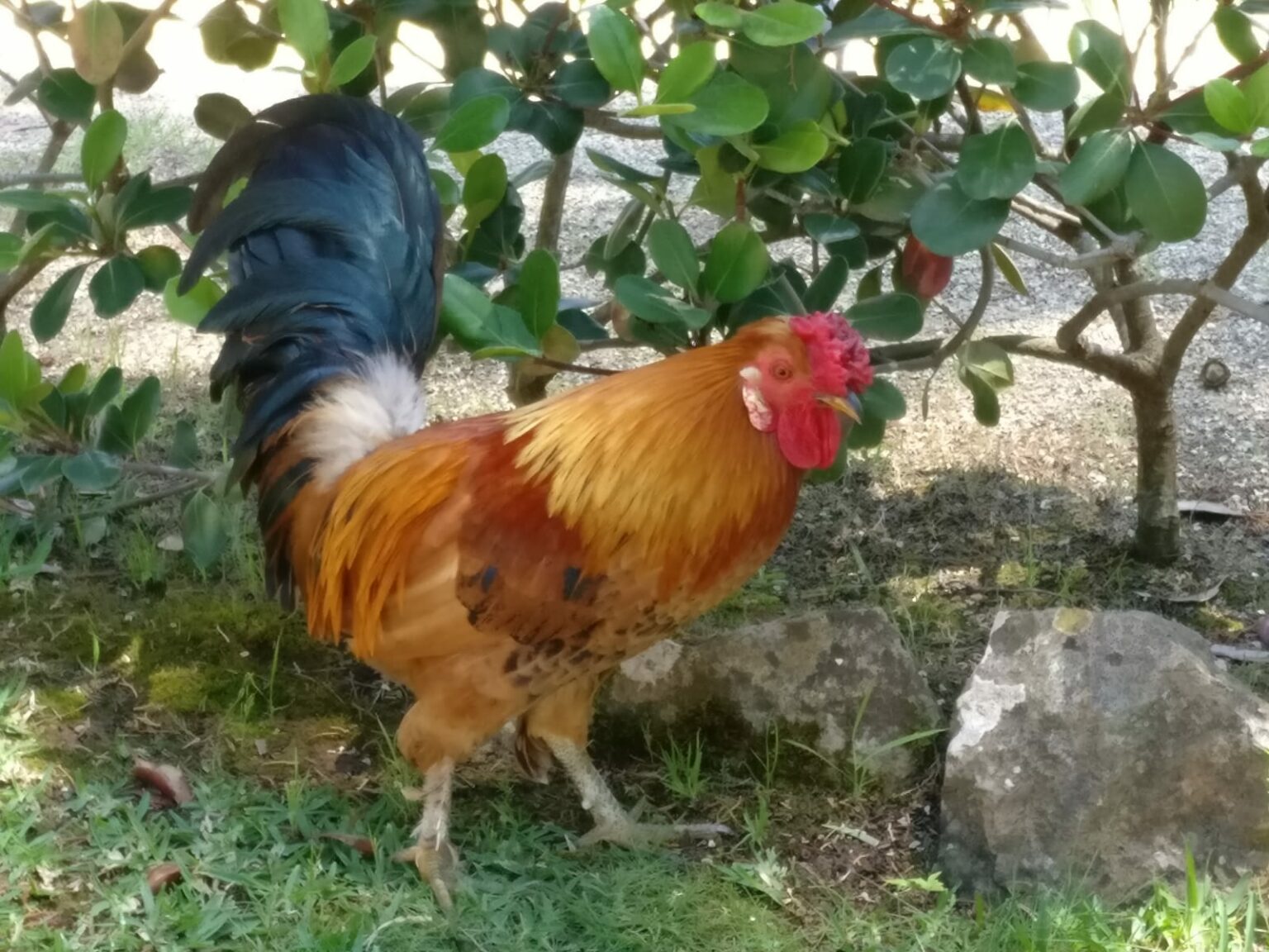 Un gall portuguès